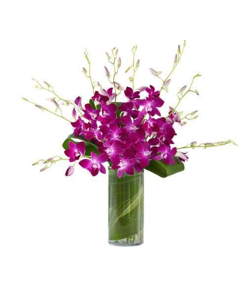 Vibrant purple orchid arrangement in a sleek glass vase, perfect for home or special occasions.