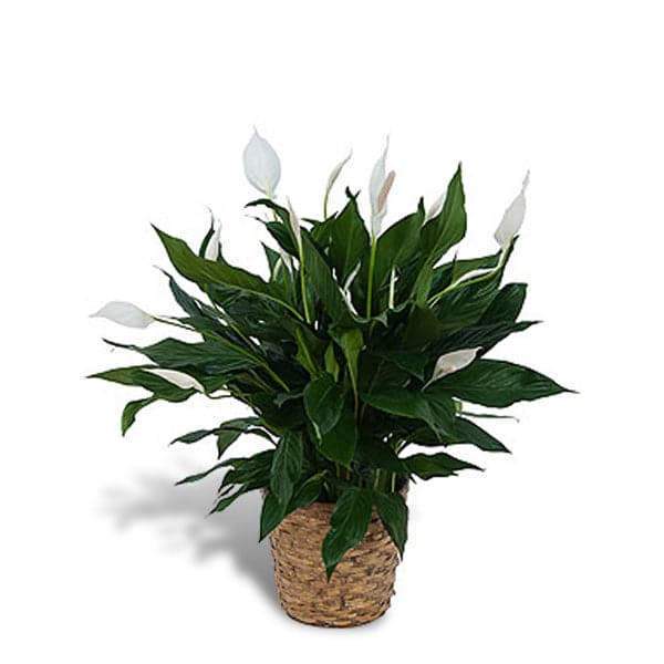 Lush peace lily plant in a wicker basket, featuring glossy green leaves and elegant white blooms.