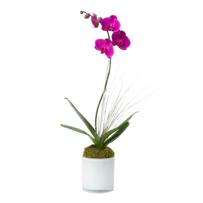 Vibrant pink orchid in a sleek white pot, adorned with decorative moss and grass accents.