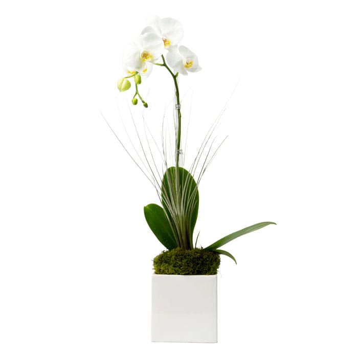 Elegant white orchid arrangement in a modern square pot, featuring lush green leaves and decorative moss.