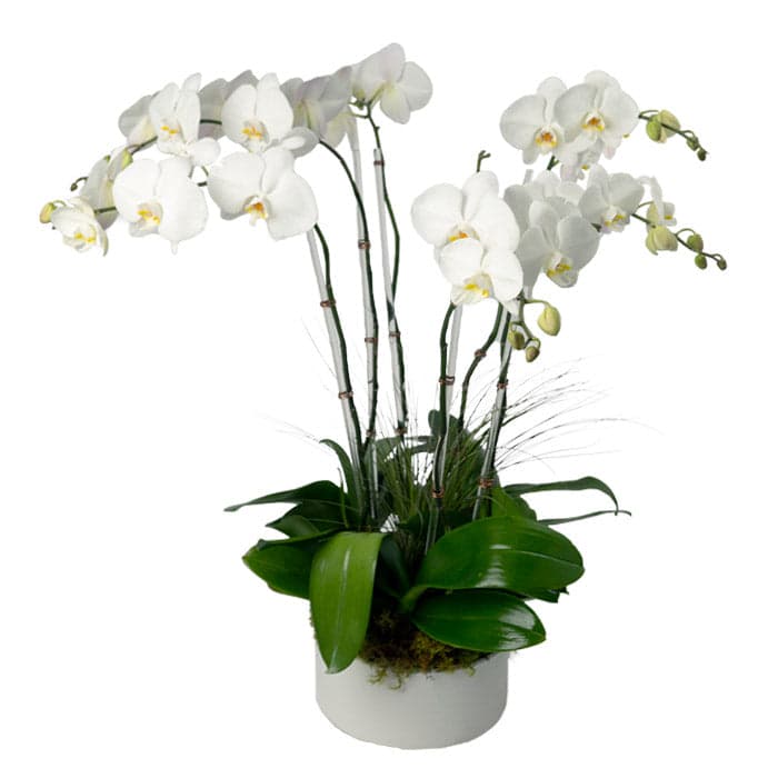 Elegant white orchid arrangement in a stylish planter, perfect for any occasion or home décor.