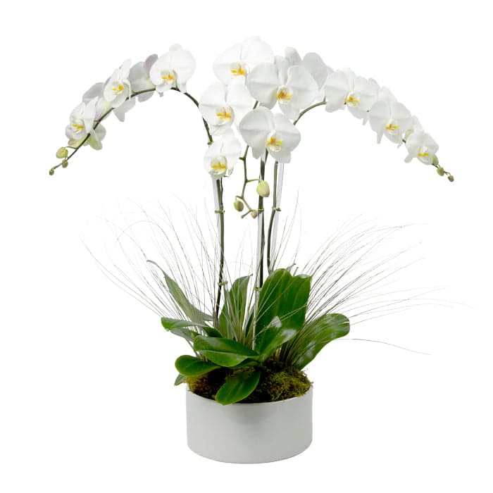 Elegant white orchid arrangement with lush green foliage in a modern pot, perfect for home or office decor.