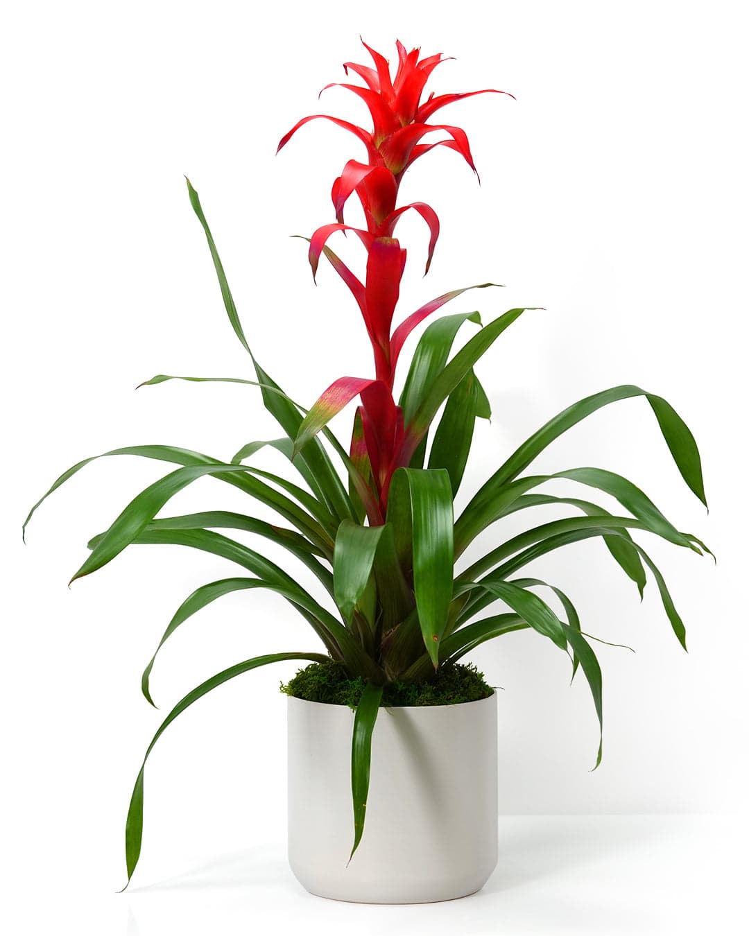 Tropical Bromeliad